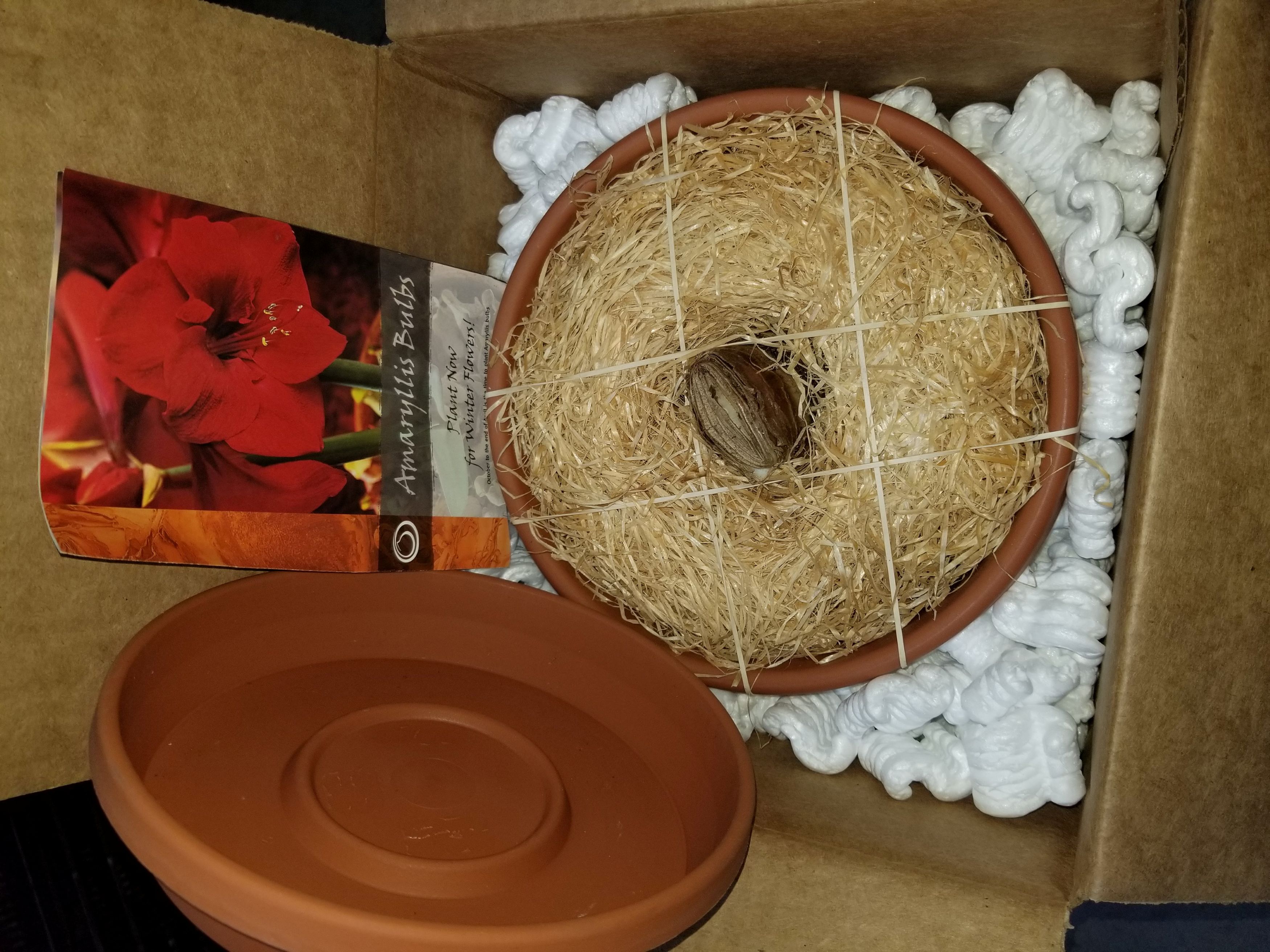Jumbo Pre-Potted Kit